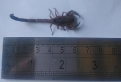 Centruroides flavopictus