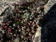 Sedum brevifolium