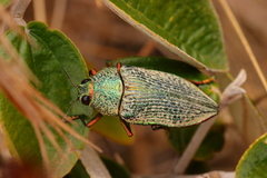 Psiloptera cribrosa