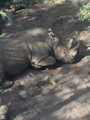 Rhinocerotidae