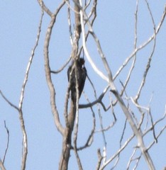 Sphyrapicus thyroideus