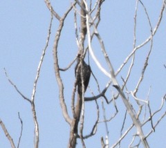 Sphyrapicus thyroideus