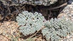 Oreonana vestita