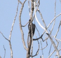 Sphyrapicus thyroideus