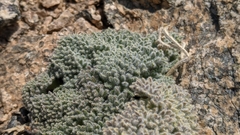 Oreonana vestita