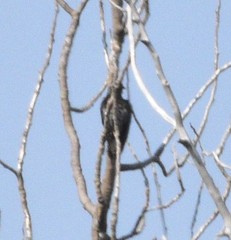 Sphyrapicus thyroideus