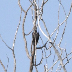 Sphyrapicus thyroideus