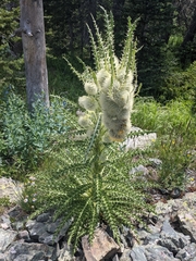 Cirsium funkiae
