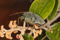 Psiloptera cribrosa