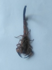 Centruroides flavopictus