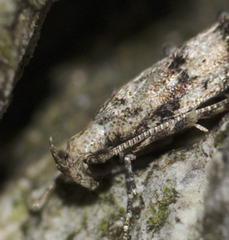 Coleotechnites atrupictella