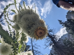 Cirsium funkiae