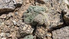 Oreonana vestita