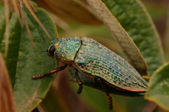 Psiloptera cribrosa