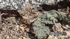 Oreonana vestita