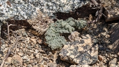 Oreonana vestita
