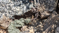Oreonana vestita