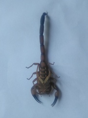 Centruroides flavopictus