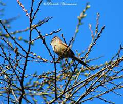 Leptasthenura aegithaloides