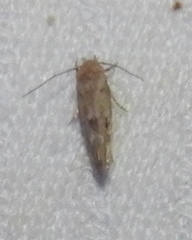 Mompha brevivittella