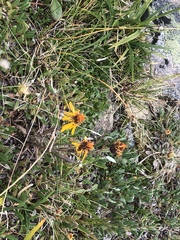 Tephroseris yukonensis