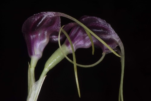 Masdevallia empusa