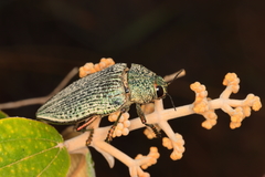 Psiloptera cribrosa