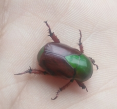 Calomacraspis haroldi