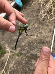 Anax nigrofasciatus