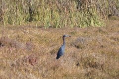 Egretta caerulea