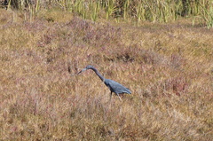Egretta caerulea