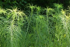 Helianthus salicifolius