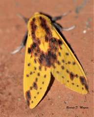 Symphlebia distincta