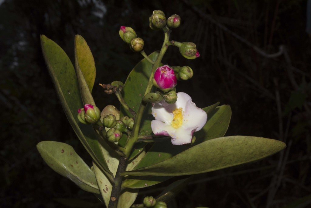 Bonnetia paniculata