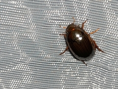 Tropisternus collaris viridis