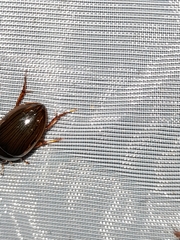 Tropisternus collaris viridis