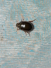 Tropisternus collaris viridis