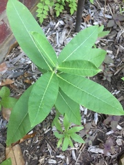 Asclepias amplexicaulis