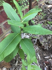 Asclepias amplexicaulis