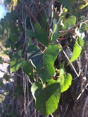 Ipomoea alba image