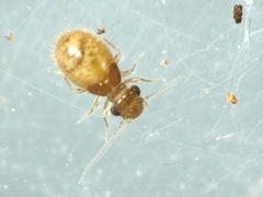 Lepinotus reticulatus