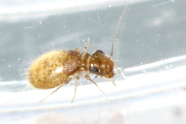 Reticulate-Winged Trogiid