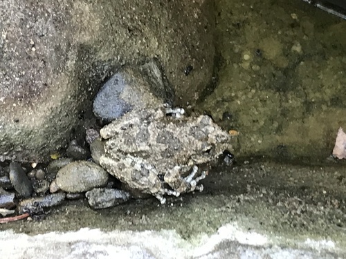 California Tree Frog photographed in California