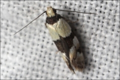 Placocosma resumptella