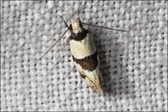 Placocosma resumptella