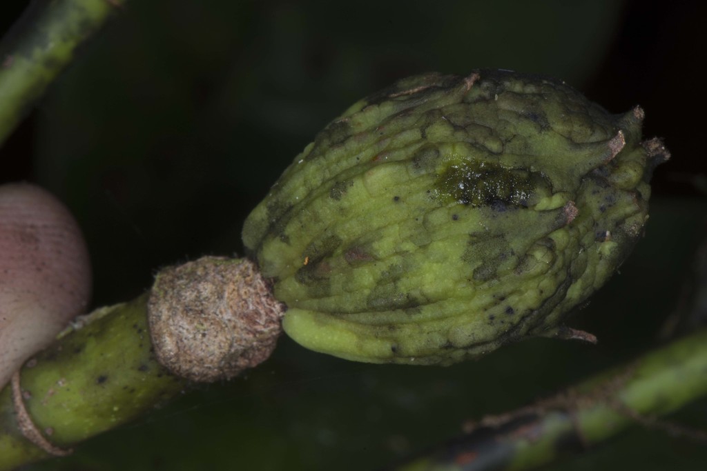 Magnolia bankardiorum
