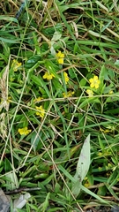 Lysimachia lanceolata