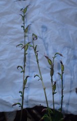 Cyrtostylis reniformis