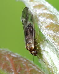 Elipsocus