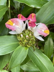 Costus lucanusianus